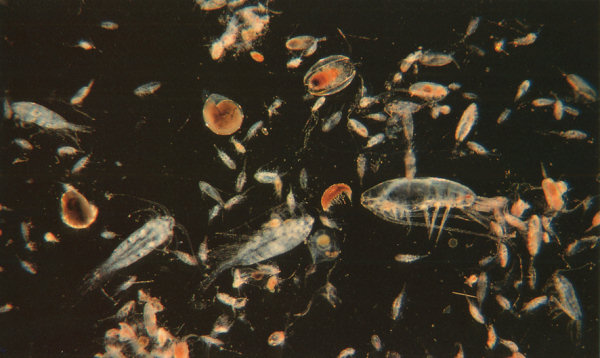 Zooplankton are trapped on desal filters. Desalination plants have potential 