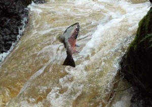 coho swimming upstream